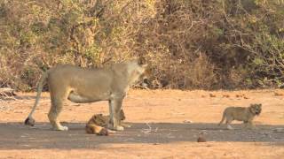 MASHATU GAME RESERVELioness with 4 cubs [upl. by Beard]