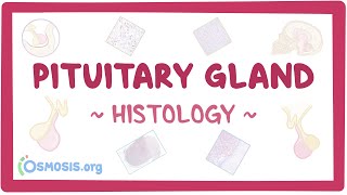 Pituitary gland Histology [upl. by Aicargatla]