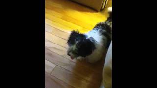 Havanese barking [upl. by Maillliw]