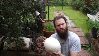 Giant puffball Calvatia gigantea [upl. by Lemert]