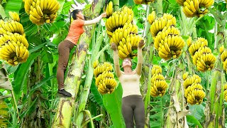 Harvesting A Lot Of Banana Goes To The Market Sell  Banana Garden  Tiểu Vân Daily Life [upl. by Nnylcaj]