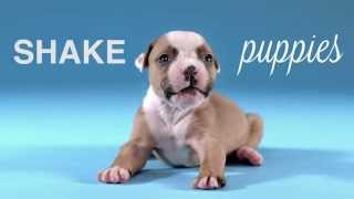 SHAKE PUPPIES by Carli Davidson [upl. by Ateval]