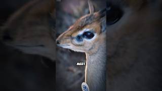 Meet the dik dik DikDik TinyAntelope WildlifeLovers NatureFacts [upl. by Kimberlee47]