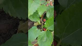 Small plant la Mulberrys baghana kevde aheth majha gar Terrace garden madhe [upl. by Lahcar]