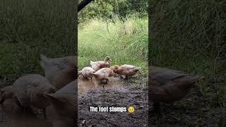 Saxony ducks stomping in the muddy puddle [upl. by Elamaj]