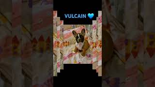 Vulcain 💙 💙 💙 90ChristineAbt88 bouledoguefrancais [upl. by Catima]