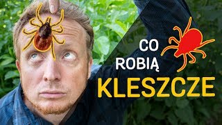 Kleszcze  kimczym są Co robią  film z serii quoto Kleszczachquot odc 01 [upl. by Nevsa]