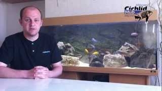 Starter Mbuna List for the Beginner  African Cichlids  Mbuna [upl. by Hawger]