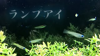 【60㎝水槽】ランプアイ30匹を水槽へ迎える【aquarium】 [upl. by Osbourn]