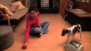 Teaching a Dog to Play Fetch  drsophiayincom [upl. by Eiba]