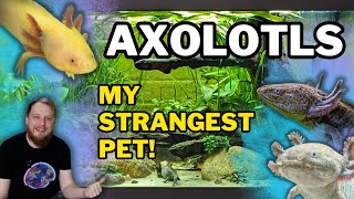 AXOLOTLS All Beginner Questions Answered Tank setup Feeding Tankmates and more [upl. by Teilo51]