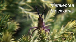 METALEPTEA BREVICORNIS [upl. by Lehsreh80]