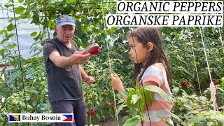 Djed i Lejla beru paprike u plasteniku  Grandpa and Leila harvesting Paprika at the greenhouse [upl. by Allemrac]