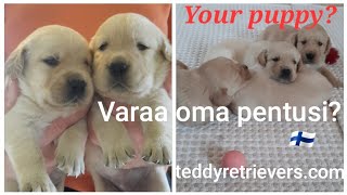 🐻Viral no 1 labrador x golden retriever puppies available trend puppies goldador puppies [upl. by Lovmilla]