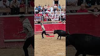 toro toros tradiciones torobravo bull vacas [upl. by Anoniw940]