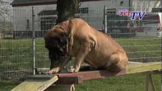 Mastiff Informationen zur Rasse [upl. by Eicirtap750]