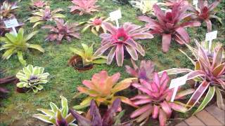 Bromeliads Fernhaven Experience [upl. by Arec]