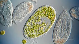 What are Ciliates [upl. by Ielarol]