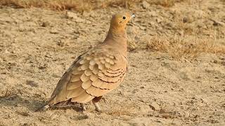 Chestnutbellied sandgrouse call rajasthan india [upl. by Tikna]