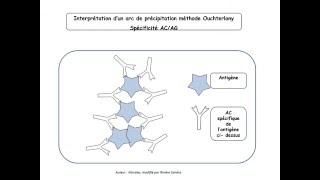 Immunité adaptative vidéo1 AC et LB partie1 TS [upl. by Eilssel]