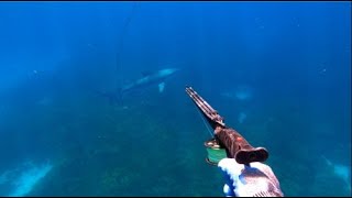 Tiger Shark at Rottnest Island West Australia [upl. by Griggs]