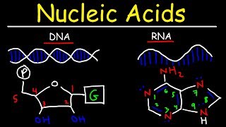 Nucleic Acids  RNA and DNA Structure  Biochemistry [upl. by Yentruok]