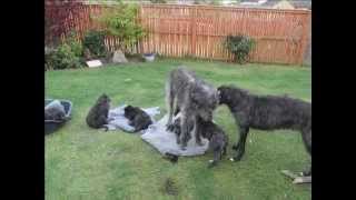 Truly Scrumptious Scottish Deerhound Puppies  26 May 2012 [upl. by Wat]