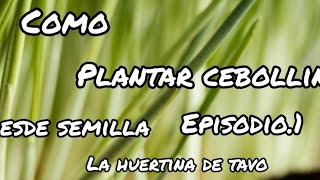 como plantar sebollin desde semilla [upl. by Derfla]