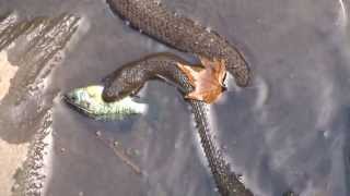 Northern Water Snake Swallowing a Bluegill TTYDSWYSAH Cheltenham PA [upl. by Niddala]