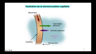 vidéo 3 sur le chapitre 61 Le Milieu Intérieur et sa régulation partie 3 échanges [upl. by Eleni431]