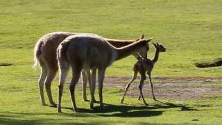 Baby vicuña takes first steps at Kolmården Zoo [upl. by Raskin53]