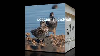 coot gadwall pintail call sound [upl. by Preiser833]