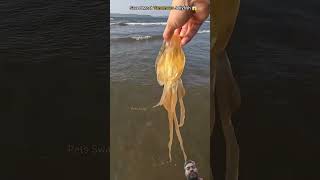 Jellyfish fishing jellyfish beach oceanrescue savetheocean ocean shortfeeds ytshort [upl. by Emmer]