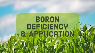 Boron Deficiency amp Application [upl. by Otanutrof]