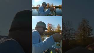 Blotchy bass ever seen 1 like this bassfishing fishing fishinglife kayakbassfishing [upl. by Drahnreb118]