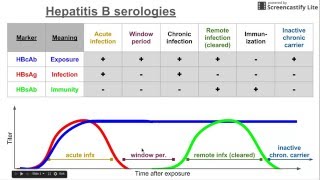 Hepatitis B serologies [upl. by Jereld]