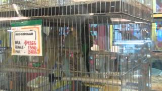 BioResearch in SM MegaMall Pet Store Part 33 [upl. by Yrohcaz]