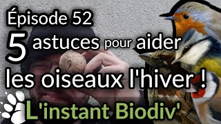 Ep52 5 astuces pour aider les oiseaux lhiver [upl. by Mayyahk]