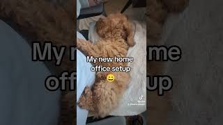 Working from home with my cavapoo puppy ♥️ puppylife [upl. by Leonardo]