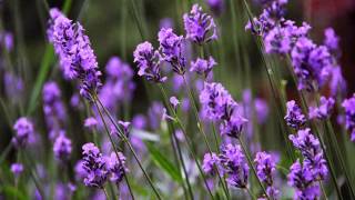 Lavender angustifolia or lavandula officinalis [upl. by Atteve]