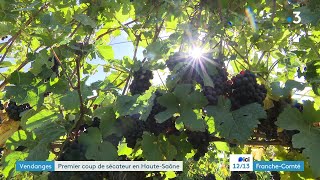 Vendanges  en HauteSaône le cru 2023 sannonce de qualité [upl. by Mirabelle]