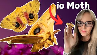 Take a look at the beautiful io Automeris Bullseye Moth with me [upl. by Madelyn]