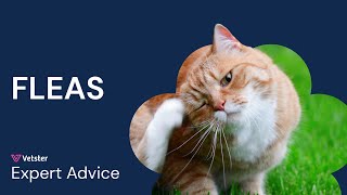 Fleas on Cats Types of Fleas Myths Treatment amp Prevention [upl. by Divad]