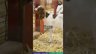 Adorable Pygmy Goats Spreading JoyFunnyAnimals Animal PlayfulGoats CuteAnimals AnimalLovers [upl. by Leahcimnaes]