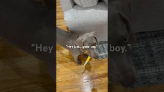 The cutest 🔪 attack weimaraner cutepuppy cuteanimals [upl. by Dorreg]