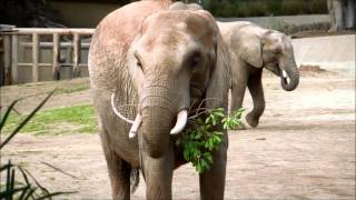 African Bush Elephants Eat at the San Diego Zoo Safari Park [upl. by Suhpoelc175]