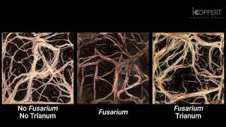 Trichoderma harzianum T22 combats Fusarium in maize roots – Koppert [upl. by Connolly]