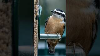 Feeding the beautiful 😻 nuthatch bird 🐦 shorts viralvideos viralshort [upl. by Akinahs]