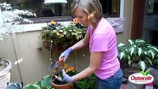 How to Prune Begonias [upl. by Ahsinav369]