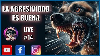 🔥La agresividad canina es buena✅🐺Live 14 [upl. by Ingelbert481]